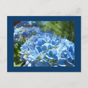Carte postale Blue Hydrangea Fleurs Ajouter votre 