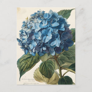Carte Postale Blue Hydrangea Vintage