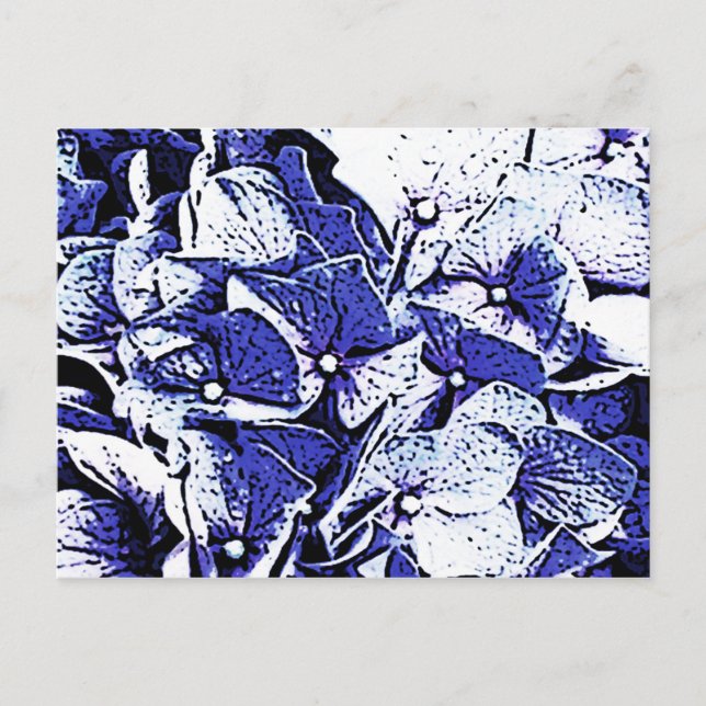 Carte Postale Blue Hydrangeas (Devant)