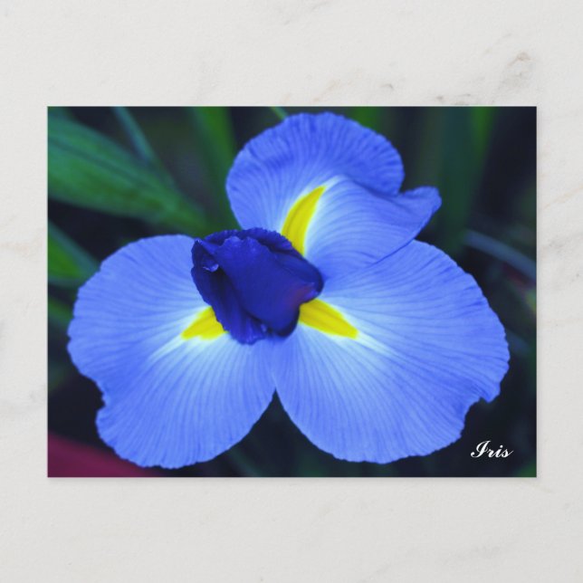 Carte postale Blue Iris (Devant)