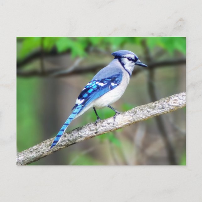 Carte postale Blue Jay (Devant)
