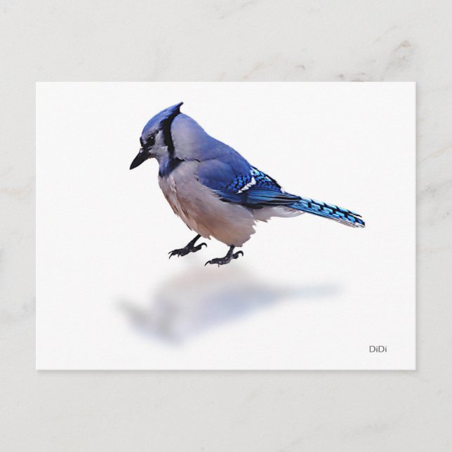 Carte Postale Blue Jay (Devant)
