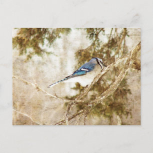 Carte Postale Blue Jay