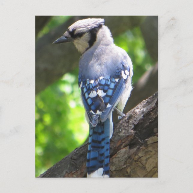 Carte Postale Blue Jay (Devant)