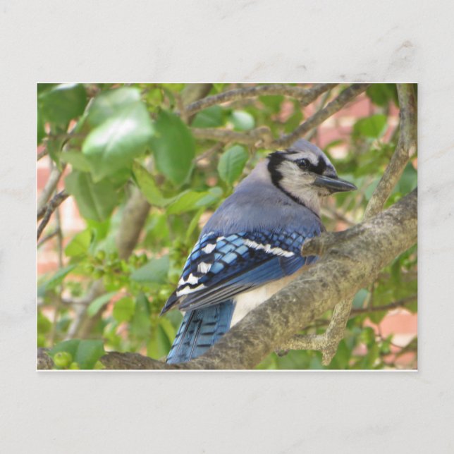 Carte Postale Blue Jay (Devant)