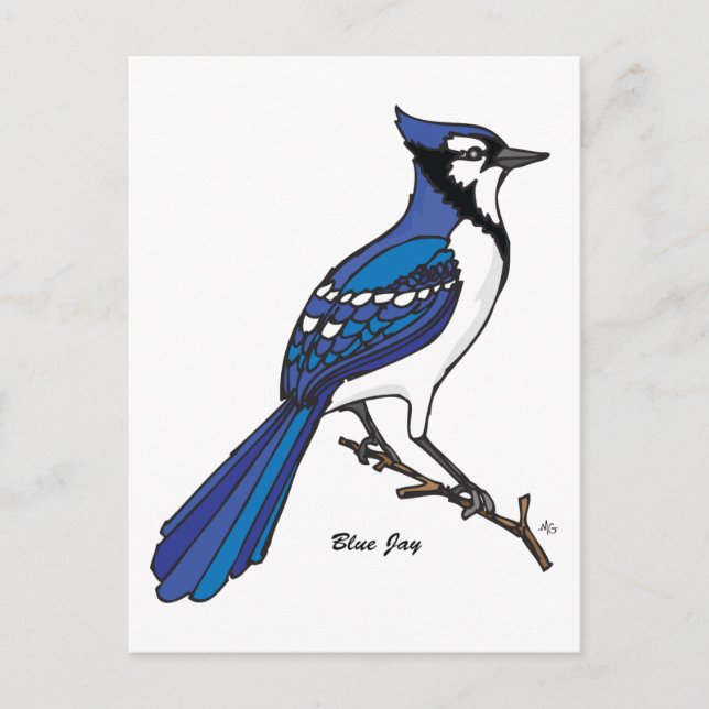 CARTE POSTALE BLUE JAY (Devant)