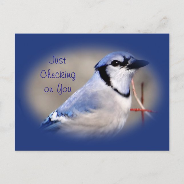 Carte Postale Blue Jay 8979- customisez toute occasion (Devant)