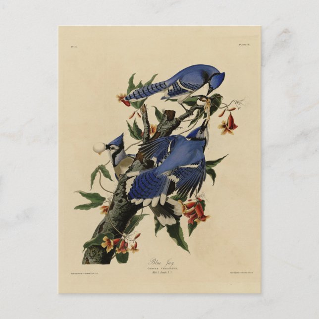 Carte Postale Blue Jay - Les oiseaux d'Amérique de John James Au (Devant)
