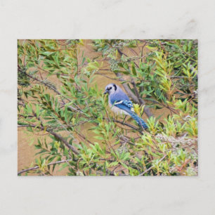 Carte Postale Blue Jay sur Southern Wax Myrtle