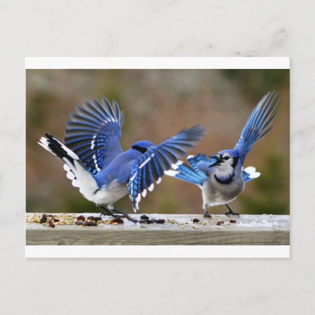 Carte Postale Blue Jays (Devant)