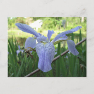 Carte Postale Blue Louisiana Iris