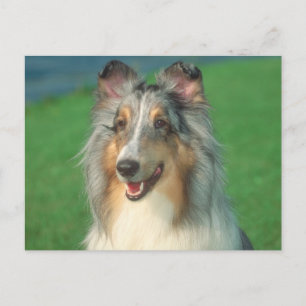 Carte Postale Blue Merle Collie