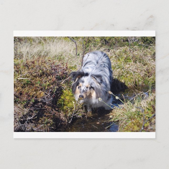 Carte Postale Blue Merle Shetland Sheepdog (Devant)