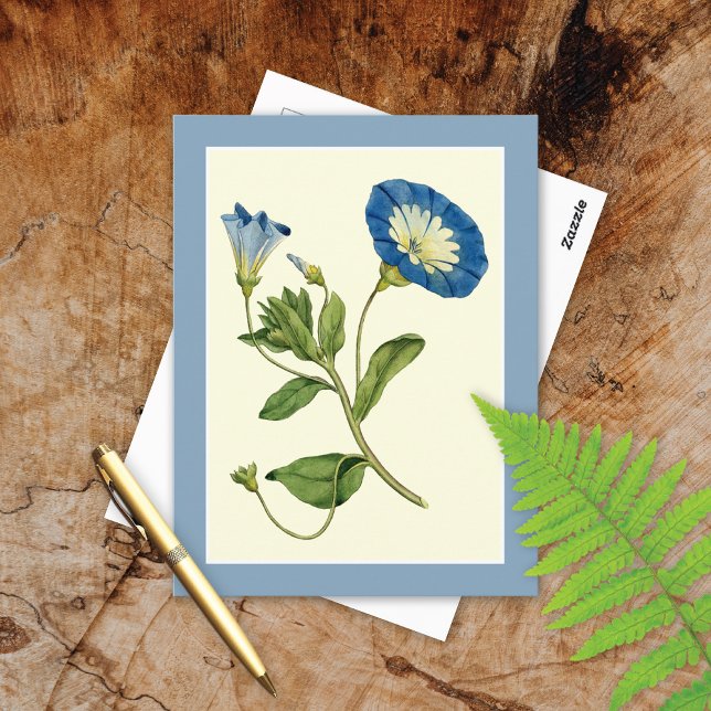 Carte Postale Blue Morning Glory Vine Illustration Postcard (Créateur téléchargé)