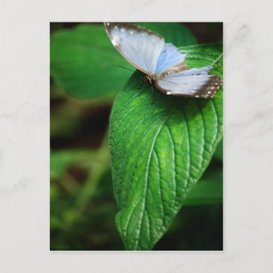 Carte postale Blue Morpho 112
