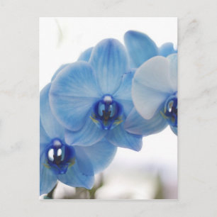 Carte Postale Blue Orchids