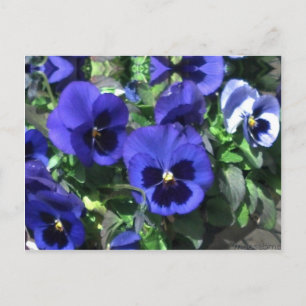 Carte postale Blue Pansies 2013
