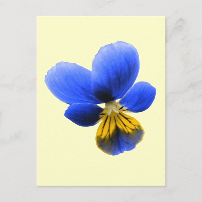 Carte postale Blue Pansy (Devant)