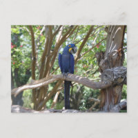 Carte postale Blue Parrot