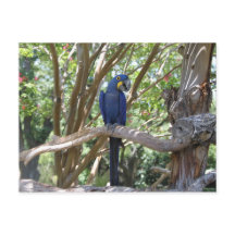 Carte postale Blue Parrot