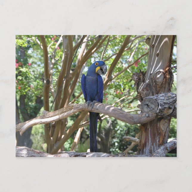 Carte postale Blue Parrot (Devant)