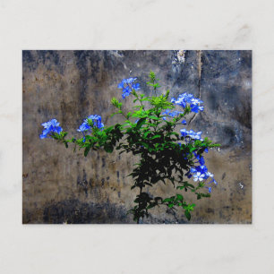 Carte Postale Blue Plumbago Flower