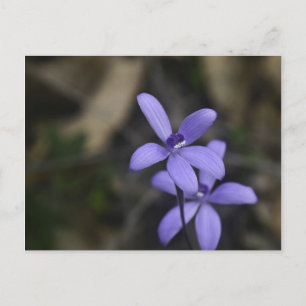 Carte postale Blue Silky Orchid