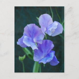 Carte postale Blue Sweet Pea Flowers