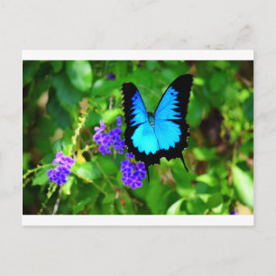 CARTE POSTALE BLUE ULYSSES BUTTERFLY QUEENSLAND AUSTRALIE