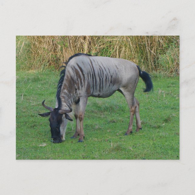 Carte postale Blue Wildebeest #1 (Devant)