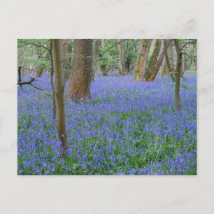 Carte postale Bluebell Wood