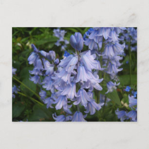 Carte Postale Bluebells