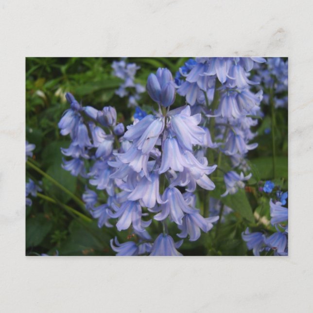Carte Postale Bluebells (Devant)