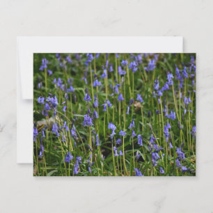 Carte Postale Bluebells