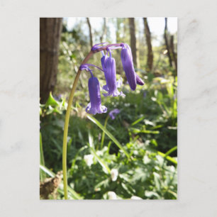Carte postale Bluebells