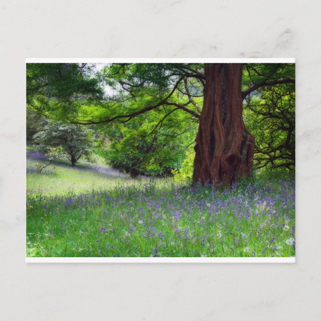 Carte Postale Bluebells anglais (Devant)