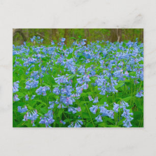 Carte Postale Bluebells, Three Creeks Metropark, Columbus, Ohio