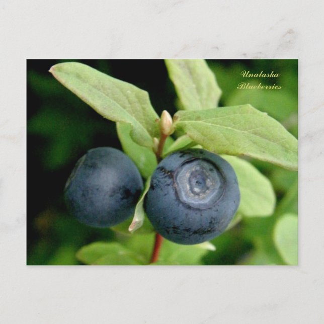 Carte Postale Blueberries, île de l'Unalaska (Devant)