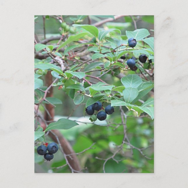 Carte Postale Blueberries sauvages (Devant)