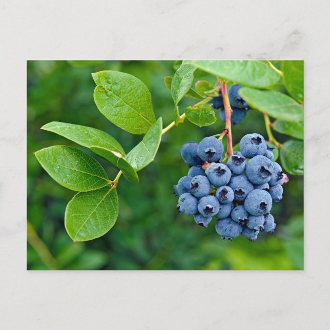 Carte Postale Blueberry Crop (Devant)