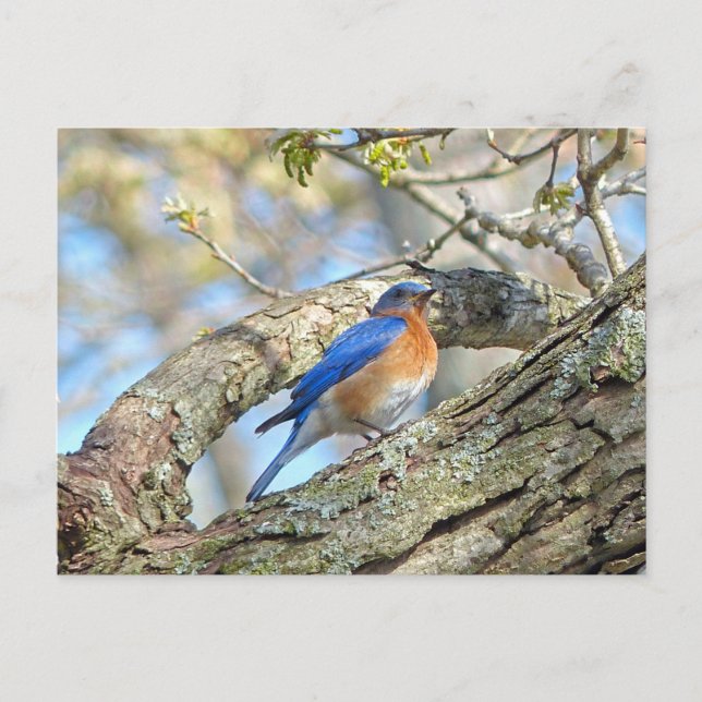 Carte Postale Bluebird (Devant)