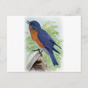 Carte Postale Bluebird