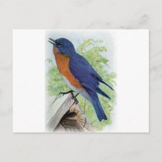 Carte Postale Bluebird