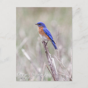 Carte Postale Bluebird