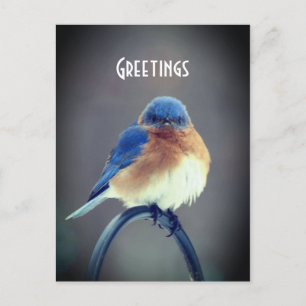 Carte Postale Bluebird