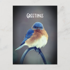 Carte Postale Bluebird