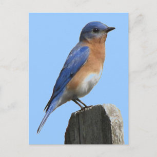 Carte postale Bluebird Homme