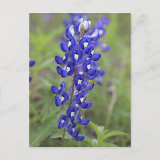 Carte postale Bluebonnet