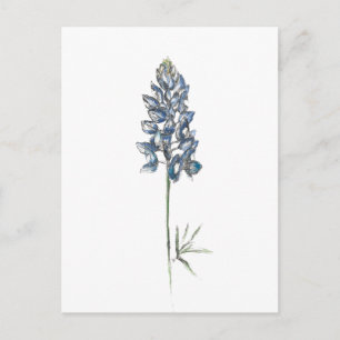 Carte Postale Bluebonnet