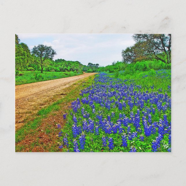 Carte Postale Bluebonnet Back Road (Devant)
